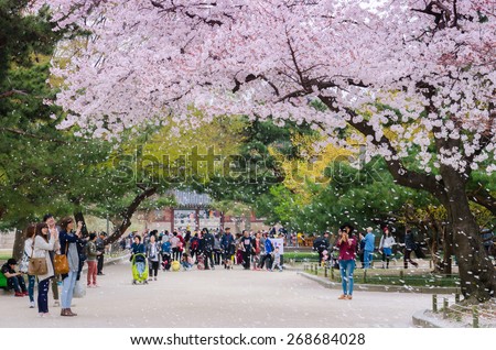 SEOUL,KOREA - APRIL 12 : Cherry blossom festival in Korea.Tourists taking photos of the beautiful scenery around Seoul,Korea on April 12,2015.