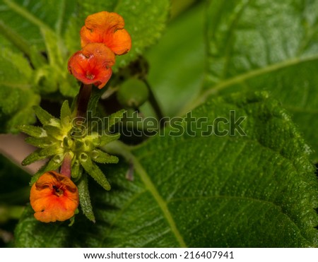 Tiny Blooms of Lantana Desert Flower