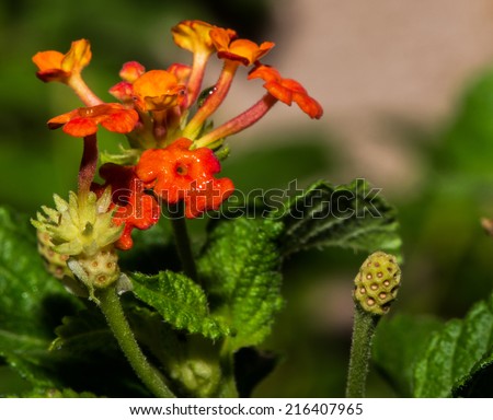 Beautiful Orange Blooms of Lantana Desert Flower Provide Shelter For New Growth