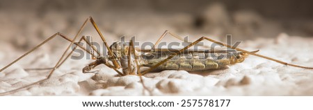 A closeup of a Crane Fly Eating Prey.  The genus is tipula.  It is a profile images with mouth open and prey being eaten.