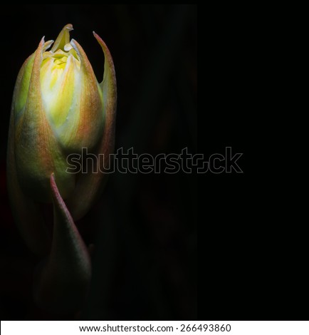 Red Yucca is set against a black background adding depth and emotion to the image.
