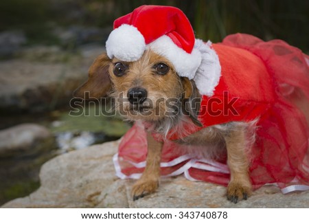 A tentative yet curious small Mixed Breed Dog wearing a  red lace dress and Santa hat.  Dog is sitting at a slight angle while looking directly into the camera.