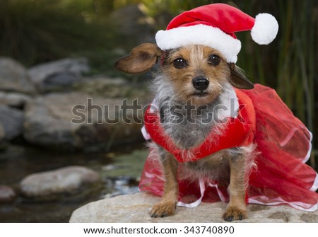 A very attentive small Mixed Breed Dog with red lace dress and Santa hat. Dog is sitting and looking directly into the camera.