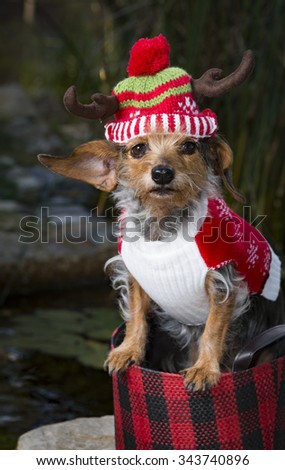 A tropical holiday scene of a small Mixed Breed Dog In a basket wearing a reindeer hat and sweater. dog is looking directly into the camera.