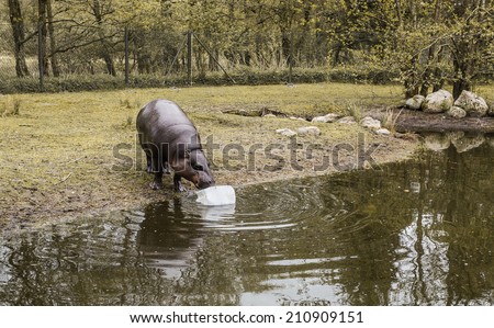 A hippo playing in a zoo with a plastic bottle in a water pond.