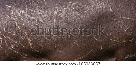 Hippopotamus skin detail