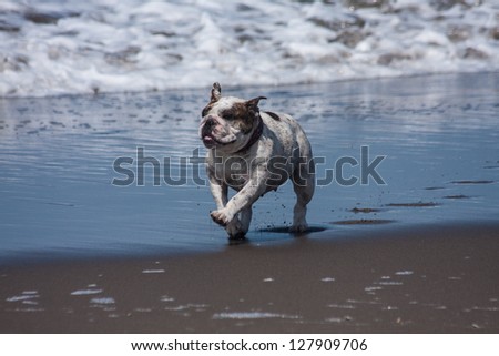 Animal sport: A bulldog run in the beach
