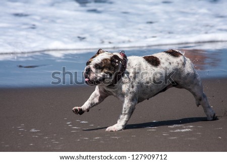 Animal sport: A bulldog run in the beach