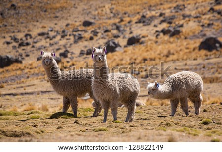 AYACUCHO, PERU: Alpacas in natural place, in the peruvian andes.