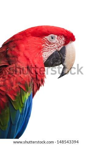 Green parrot isolated over white background.