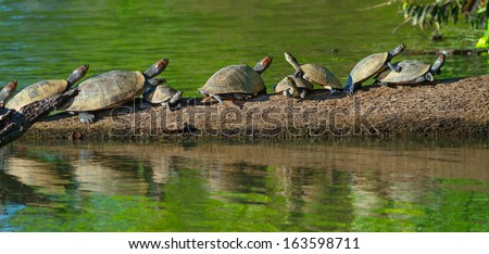River turtles in the amazonas, Tambopata national park, peru