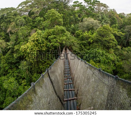 Canopy Walkway in the amazon forest, in tambopata national park, Peru.