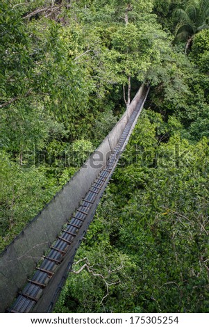 Canopy Walkway in the amazon forest, in tambopata national park, Peru.