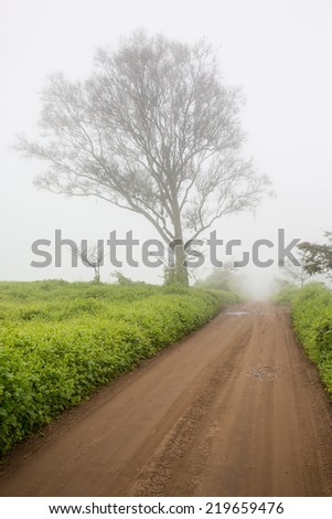 Road, tree and mist in Lachay hills, national reserve sited near Lima city, Peru. this hills become a green with the sea mist in winter season.