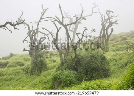 Dead quenoal trees and mist in Lachay hills, national reserve sited near Lima city, Peru. this hills become a green with the sea mist in winter season.