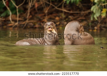 TAMBOPATA, MADRE DE DIOS, PERU: Giant otter swims in sandoval lake in the peruvian Amazon jungle.