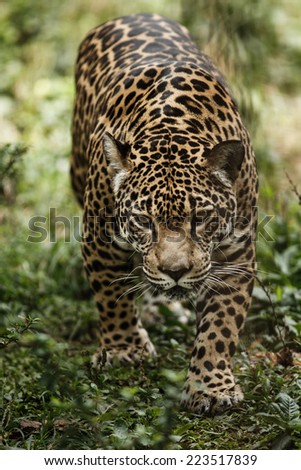 A jaguar walk in the amazon jungle