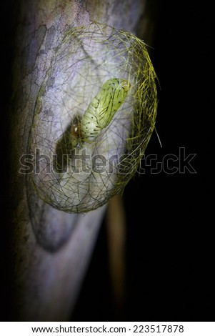 Tambopata, Peru: image of  rare catterpillar in the amazon jungle.