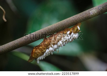 Tambopata, Peru: image of catterpillar in the amazon jungle.