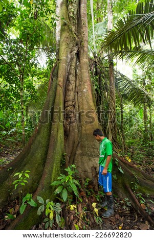 IQUITOS, PERU - CIRCA 2014: A man at side of a big tree of the Amazon jungle circa 2014 in Iquitos, Peru.