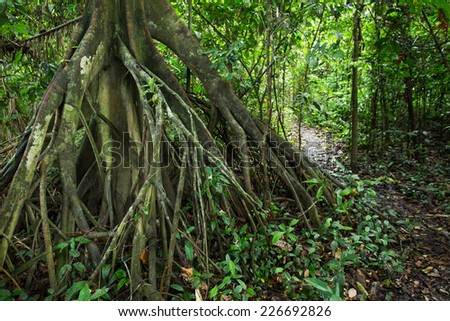 A big root of tree in  the Amazon forest.
