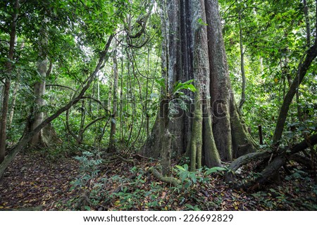 A big tree of the Amazon forest.