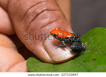 Comparison of dart frog and human nail. Iquitos, peru.