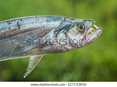 big teeth fish, amazon River, Iquitos, peru.
