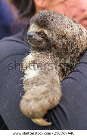 Exotic pet, a Pale-throated Sloth (Bradypus tridactylus)
