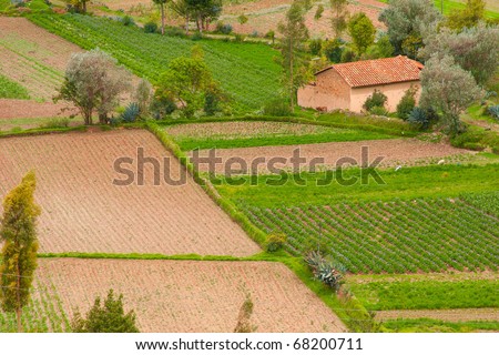 An early morning view of a potato farm in rural Huancayo, Peru South America (original land of the potato crop in the world)