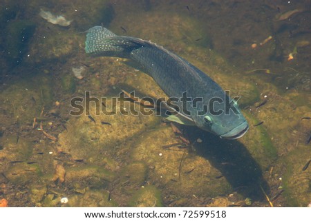 Tilapia azul (Oreochromis aureus) swiming in wild river.   swimming in green waters (small amount of chromatic aberration due to water difraction)
