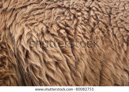 Alpaca skin detail