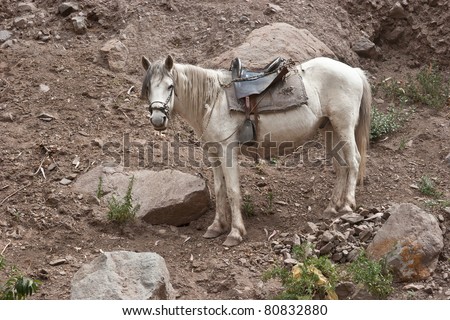 Creole horse in peruvian andes