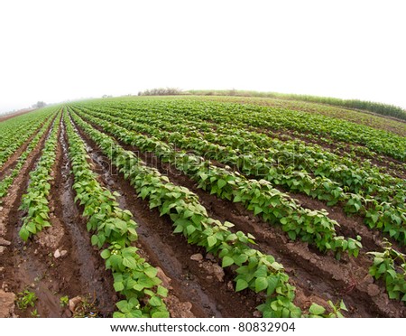 row crop agriculture