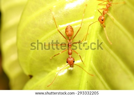 Ant working on green leaf in the forest