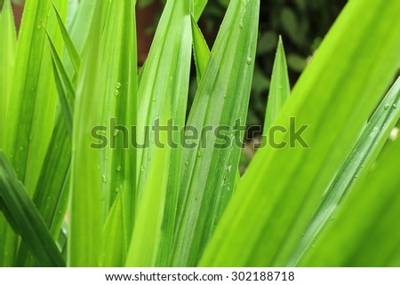 Green pandanus leaf in the green garden , good smell leaf food in Thailand