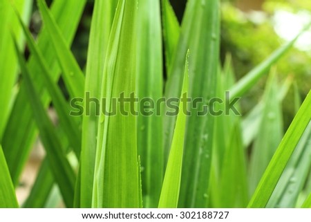 Green pandanus leaf in the green garden , good smell leaf food in Thailand