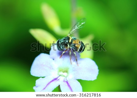 Insect and flower in summer season