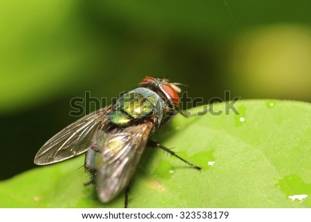 Fly insect living in the green garden Thailand summer season