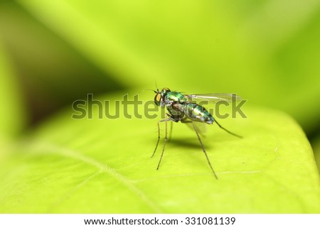 Fly insect live in the garden and house