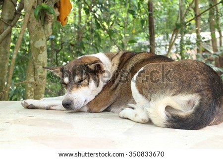 Thai dog sleep on floor