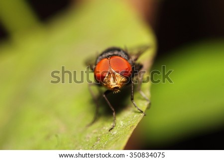 Fly insect on green leaf