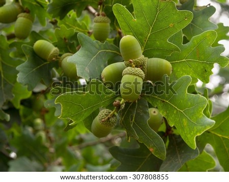 Green unriped acorns on the twigs of oak tree in the summer with green leaves