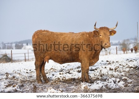 The brown cow in the winter during snowing. The breed is Salers and is considered to be one of the oldest and most genetically pure of European breeds.They are common in Auvergne region of France.