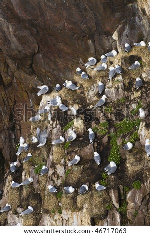 seagulls in the national park of the russian north
