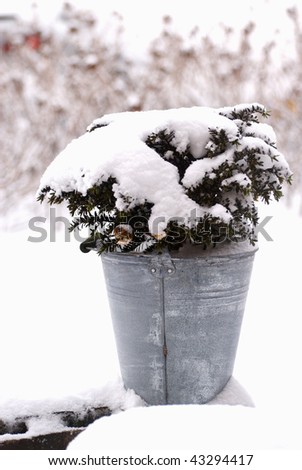 Galvanized bucket with snow covered plant