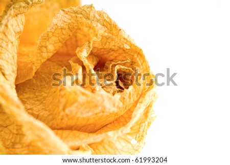 dead yellow rose