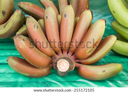 Red banana bunch-Musa acuminata \'Red Dacca\