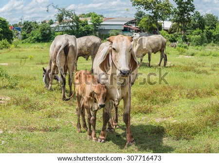 cows on meadow in Thailand