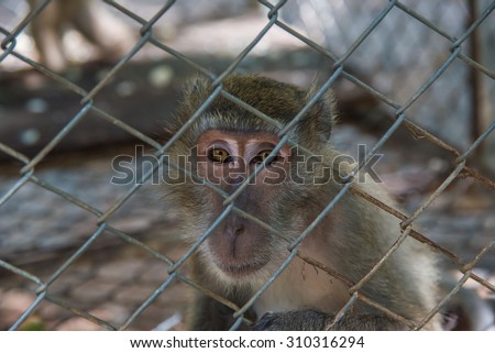 Pig - tailed Magaque (Macaca nemestrina) in the cage
